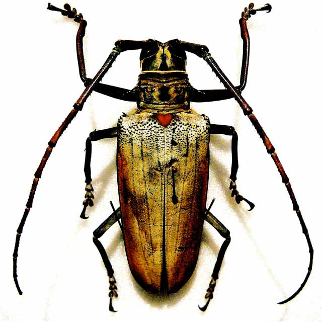 Photograph of a large bug
